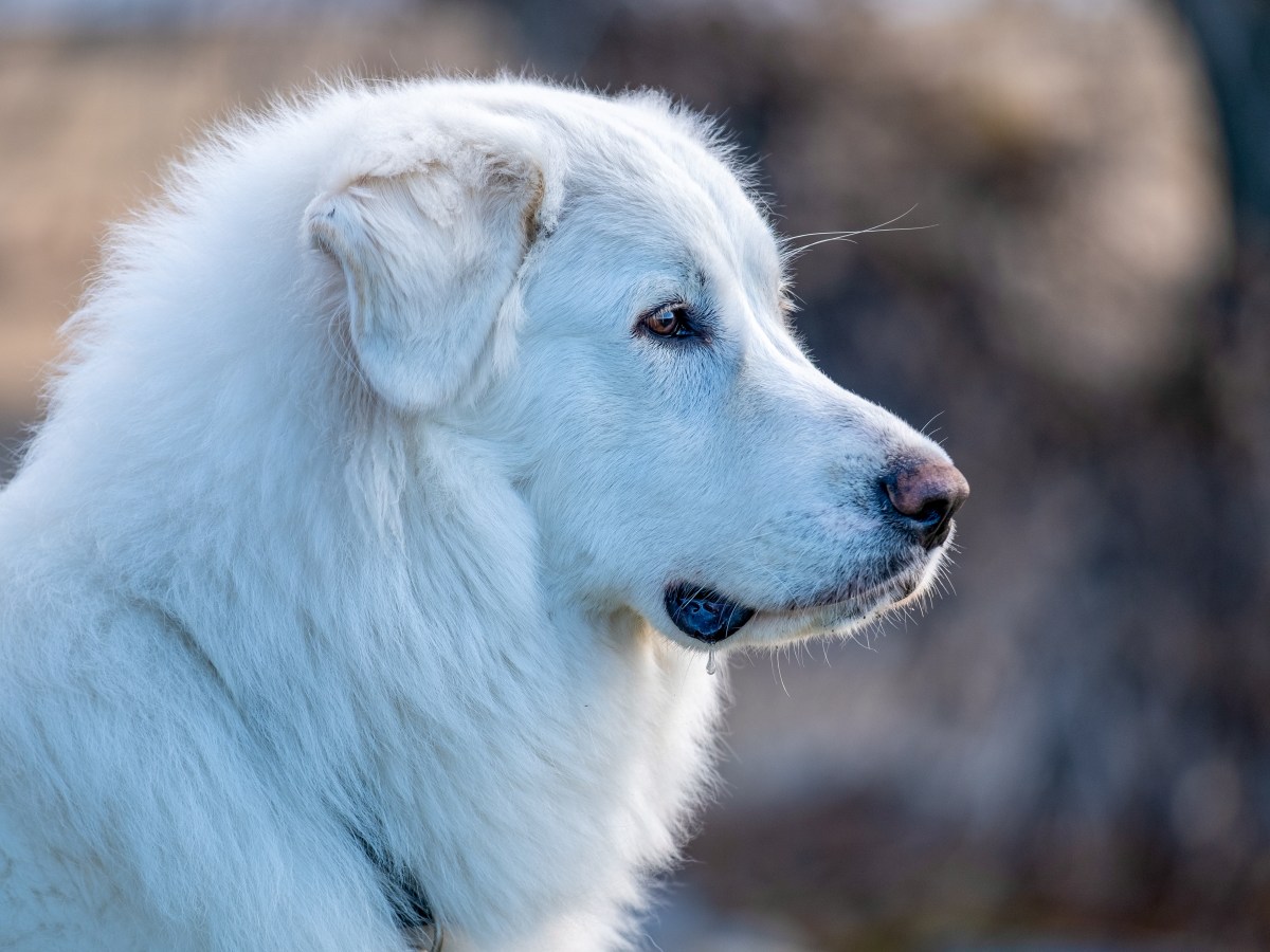 Pyrenäenberghund: Riese mit Herz – Passt er zu Dir?
