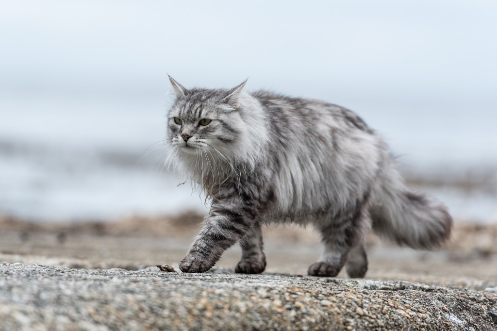 Sibirische Katze läuft über Straße