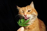 Cannabisgesetz Pflanze Katze Haustiere