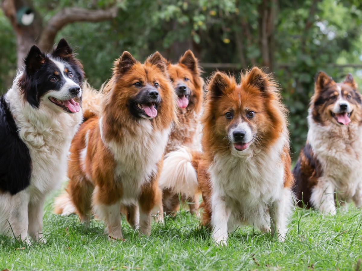 Elo Hund: Charakter, Pflege & Eignung für Familien