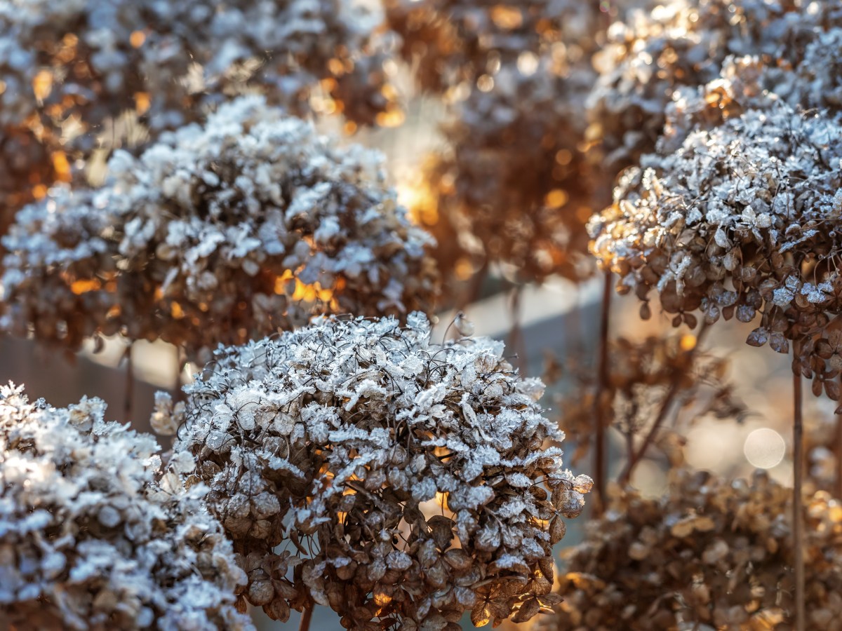 Frostschäden an Hortensien: So kannst du die Pflanzen retten