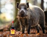 Wildschwein mit Maggi Flasche im Wald