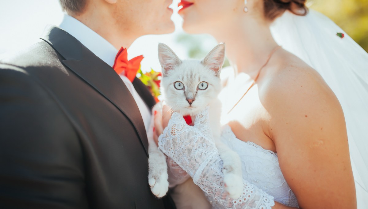 Hochzeit: Paar mit Katze