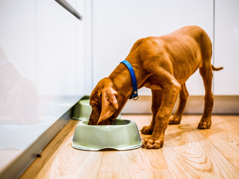 Allergiefutter für Hunde