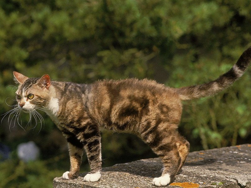 American Wirehair Katze auf einem Baumstamm