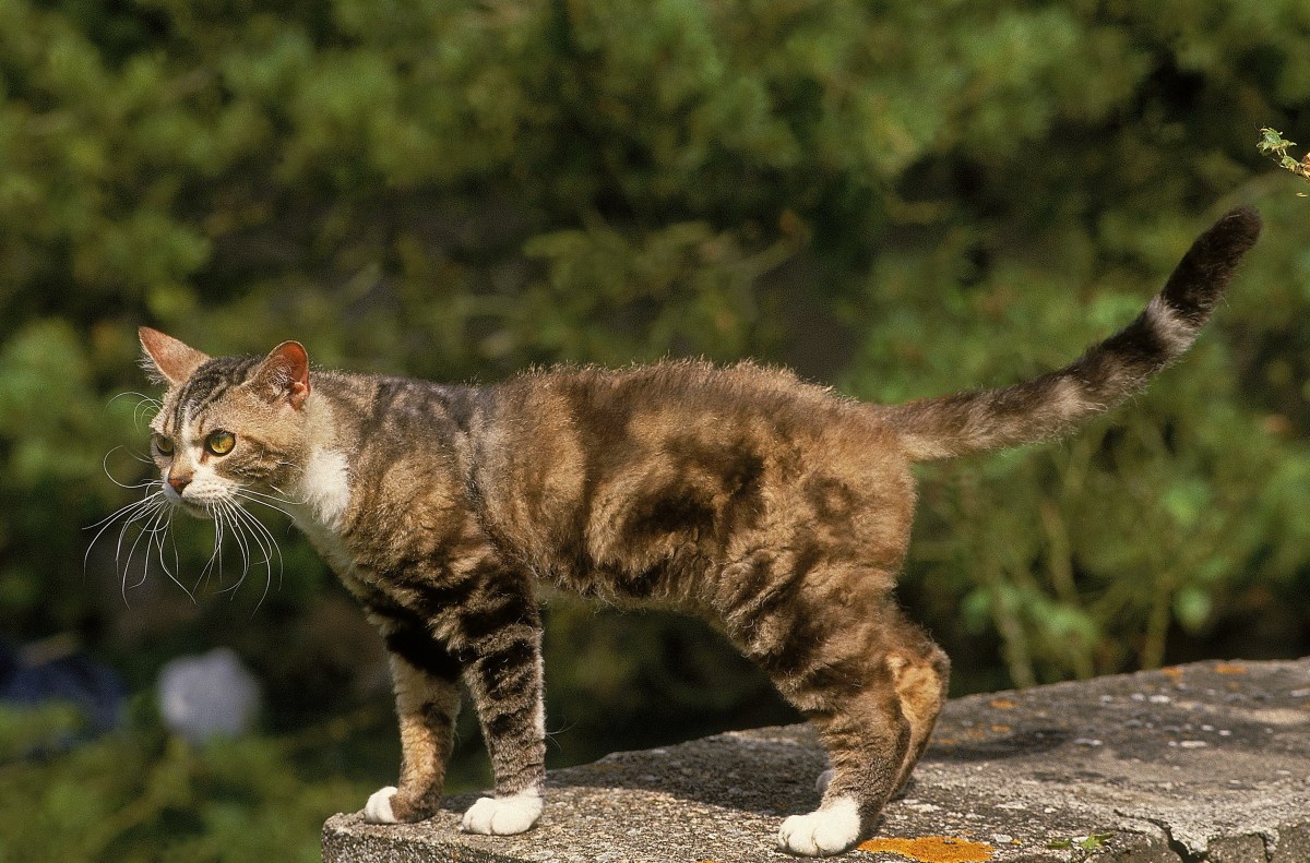 American Wirehair Katze auf einem Baumstamm