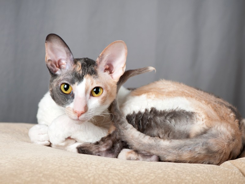 Cornish Rex liegt auf einer Decke