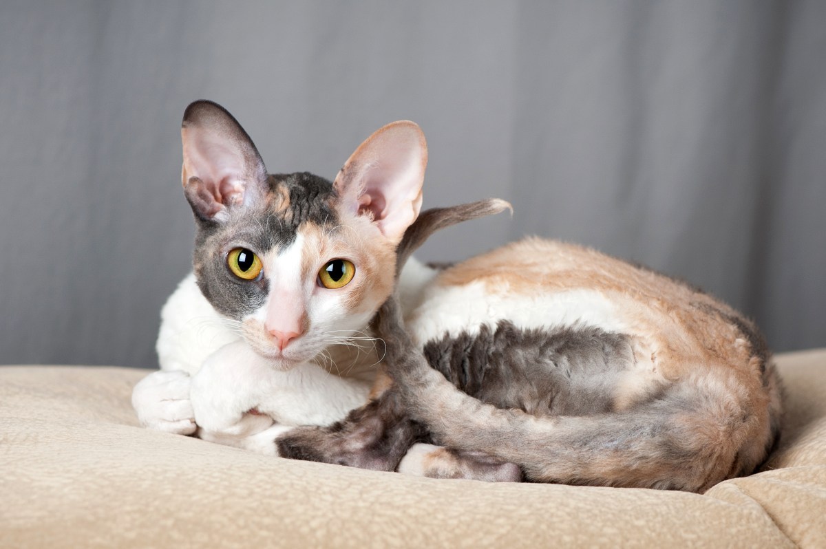 Cornish Rex liegt auf einer Decke