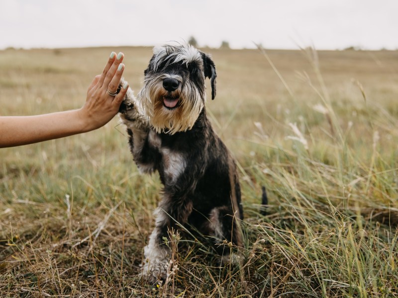 Hund gibt High Five