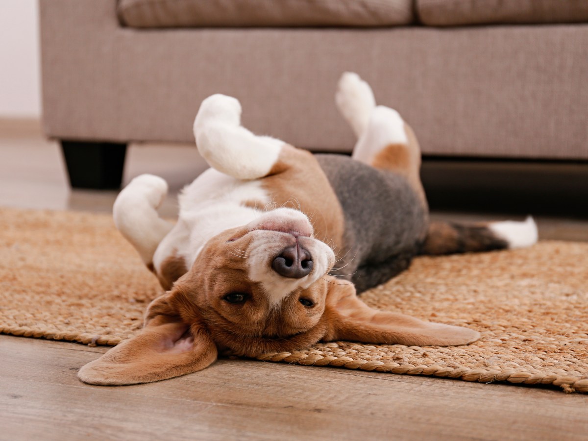 Hund wÃ¤lzt sich auf dem Boden