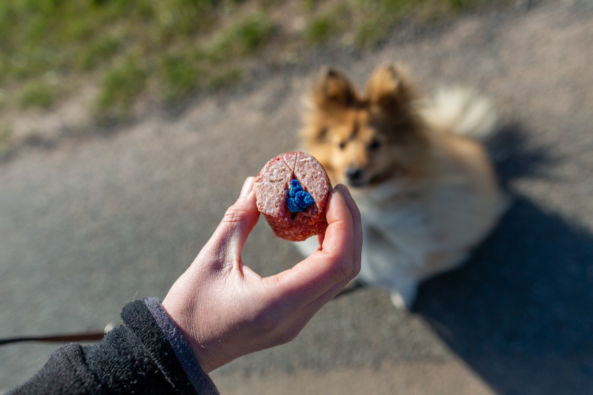 Hund mit Giftköder