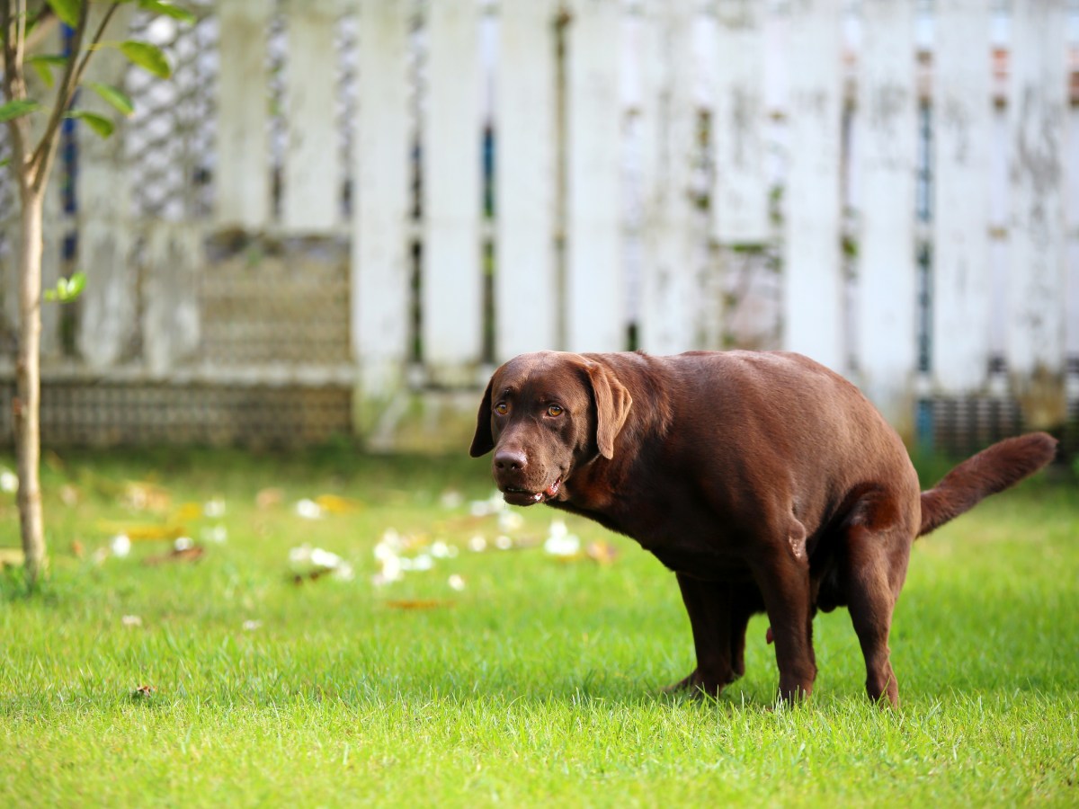 Dein Hund hat gelben Stuhl? Dahinter könnte diese hochansteckende Krankheit stecken