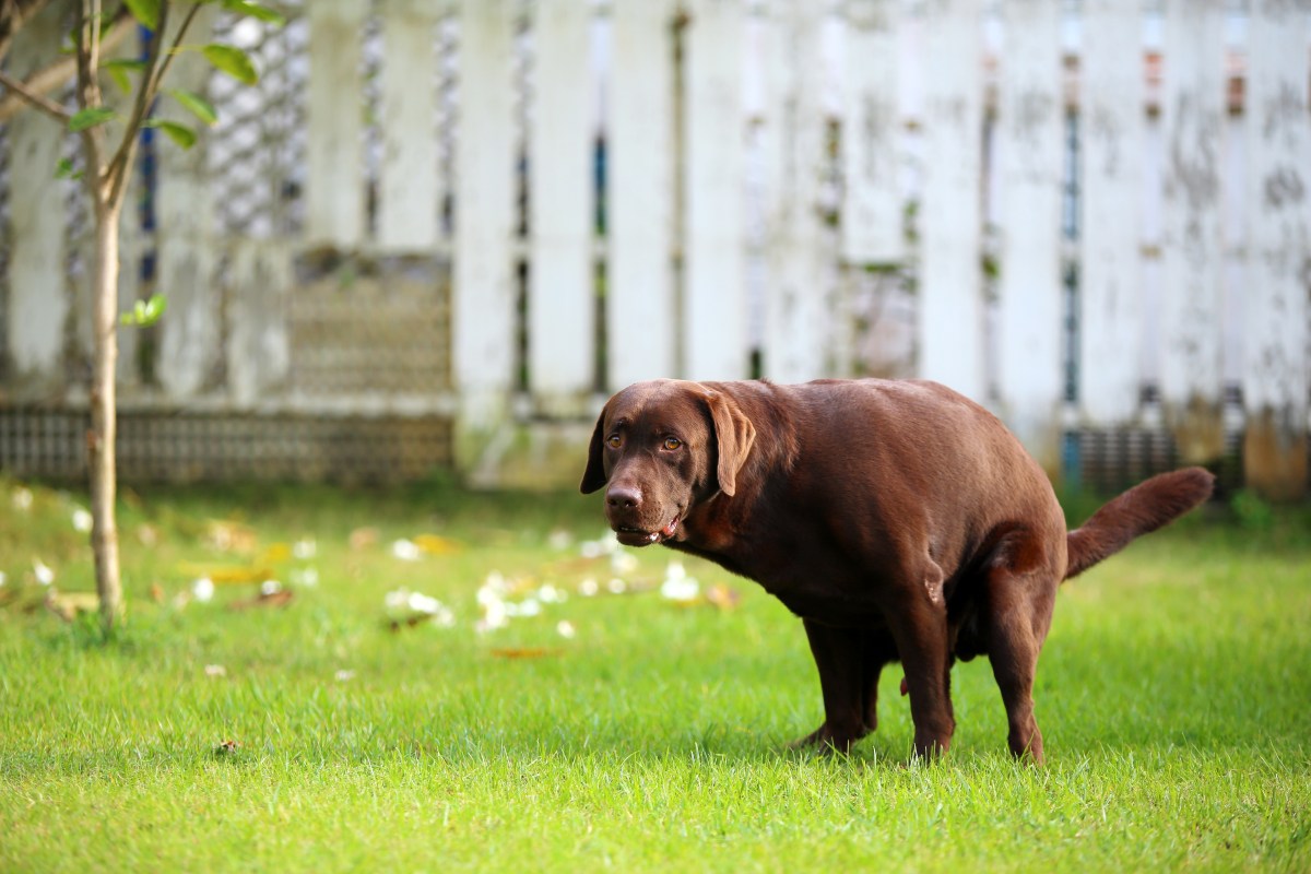 Hund hat Durchfall