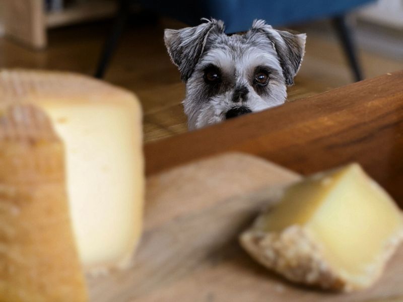 DÃ¼rfen Hunde KÃ¤se essen