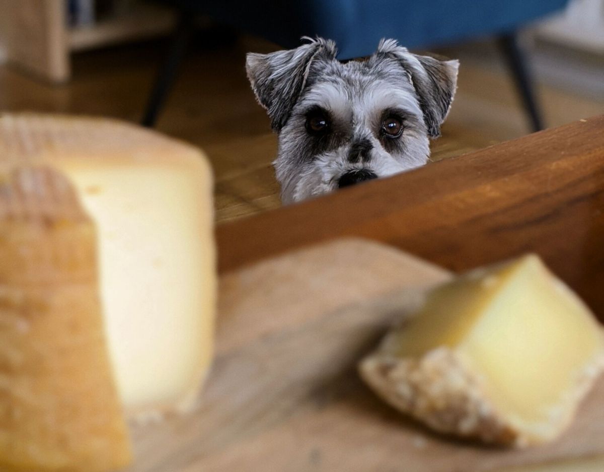 DÃ¼rfen Hunde KÃ¤se essen