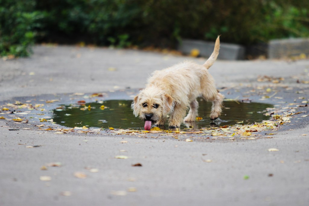 Hund trinkt aus der Pfütze