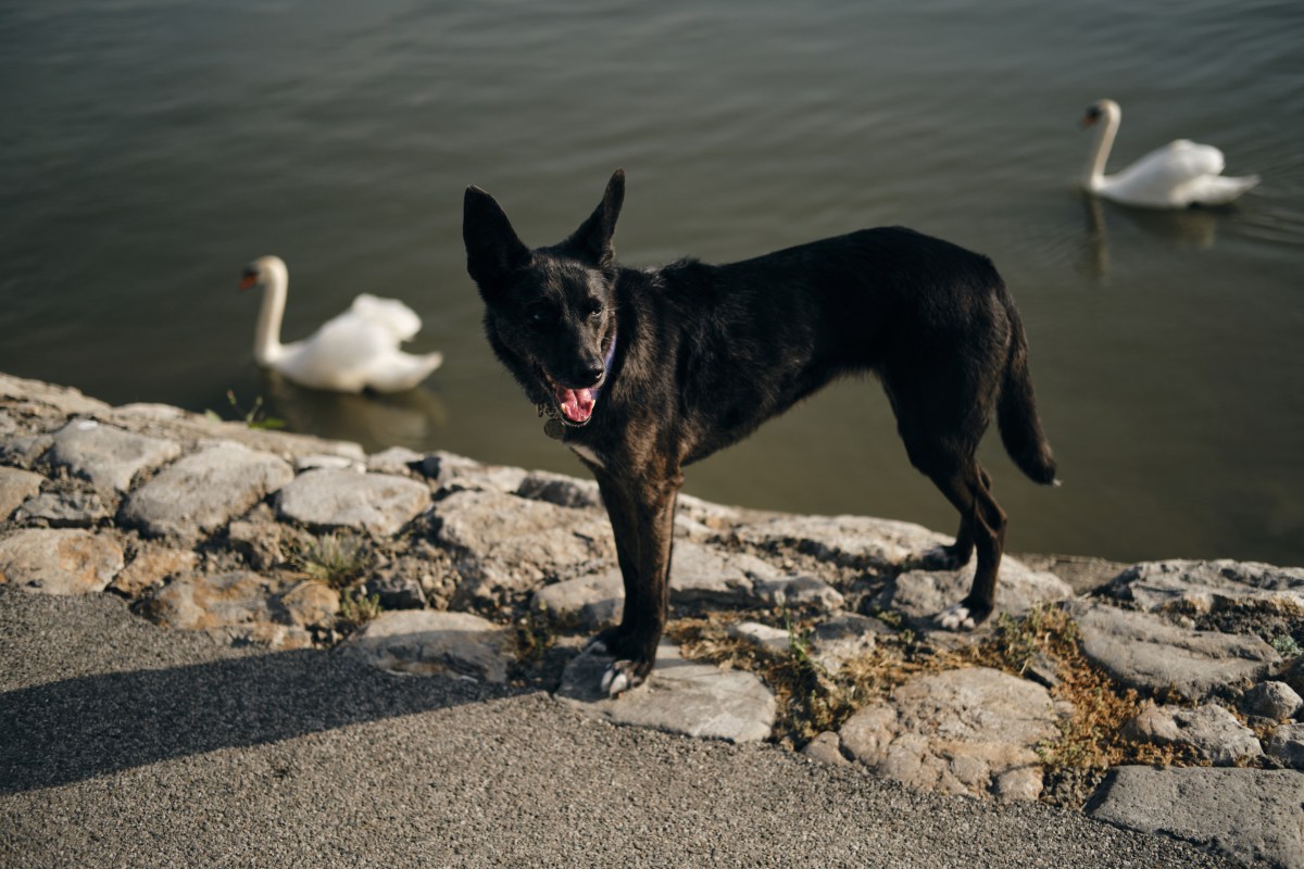 Hund mit Schwänen