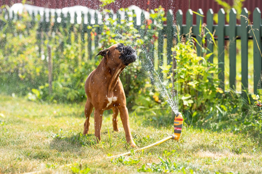 Hund spielt mit Wasser