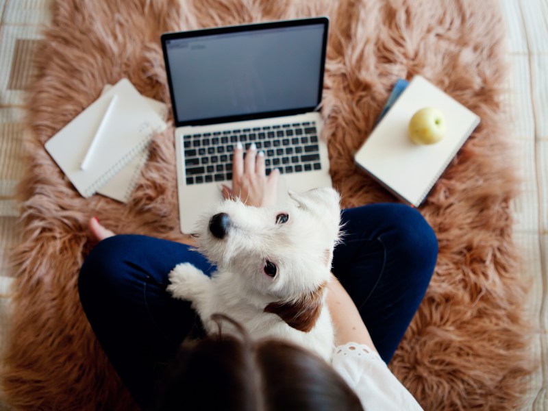 Hund im Home-office