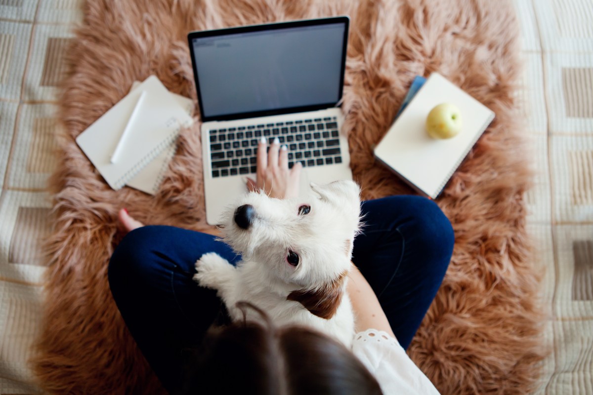 Hund im Home-office