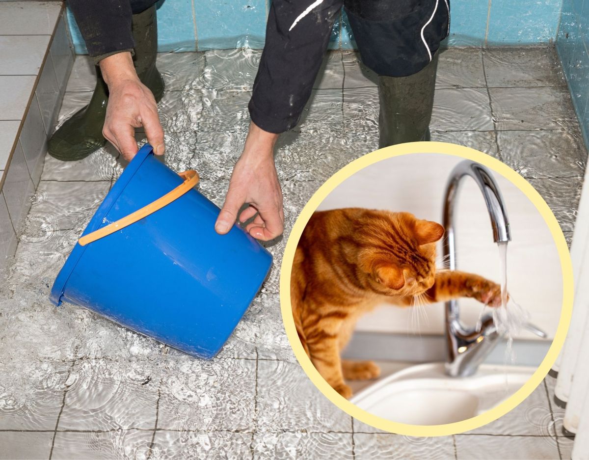 Rathaus überflutet, Katze spielt an Wasserhahn