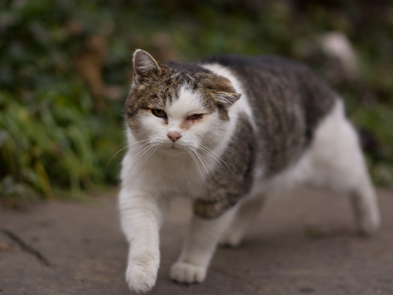 Katze vermisst kommt nach Hause