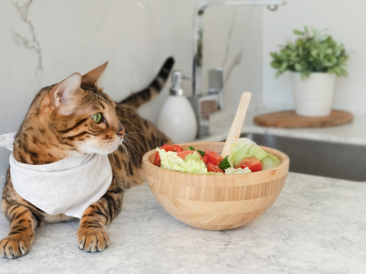 Katze sitzt neben SchÃ¼ssel mit Salat