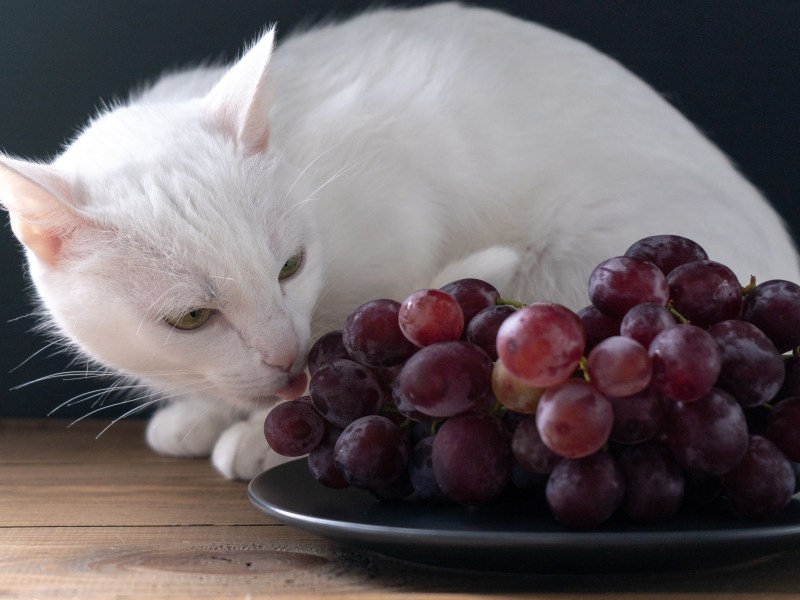 Katze riecht an Trauben