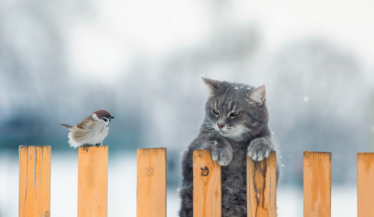 Katze und Vogel an einem Zaun