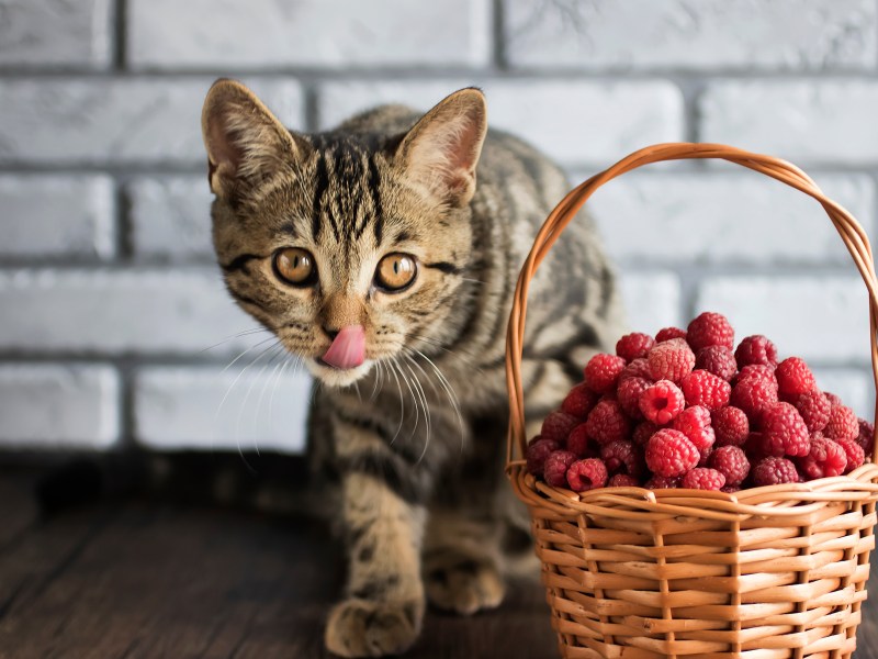 Katze vor einem Korb mit Himbeeren