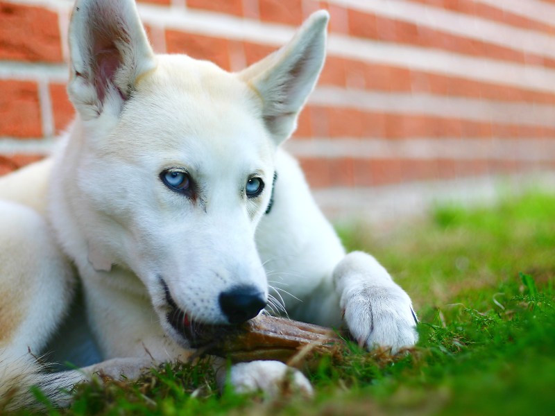 Hund mit Kauknochen