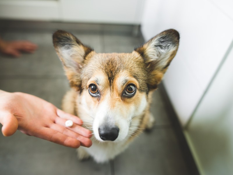 Medikamente beim Hund