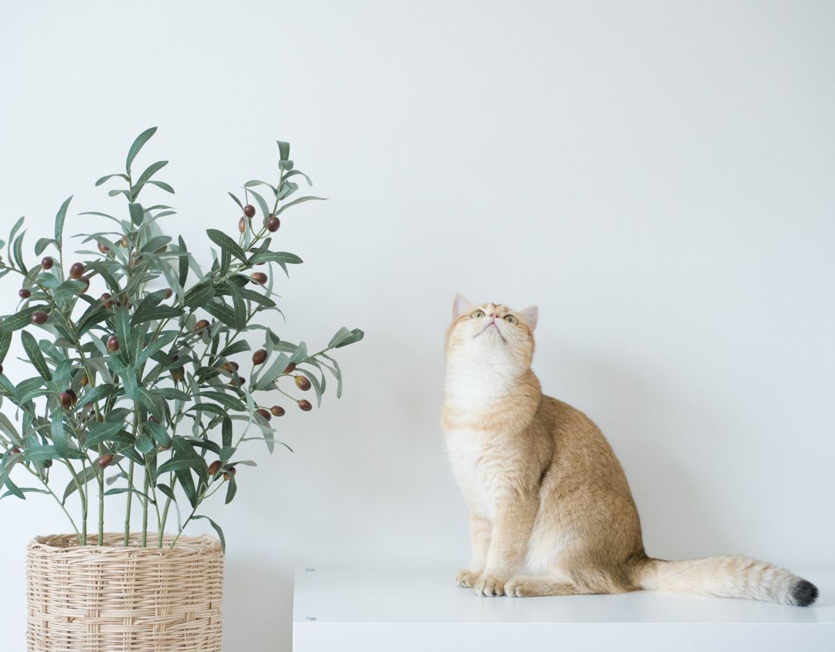 Katze sitzt neben Olivenbaum