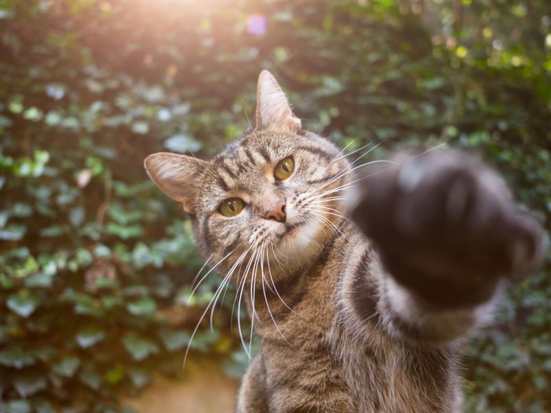 Pfotenform Katze zeigt Pfote in Kamera