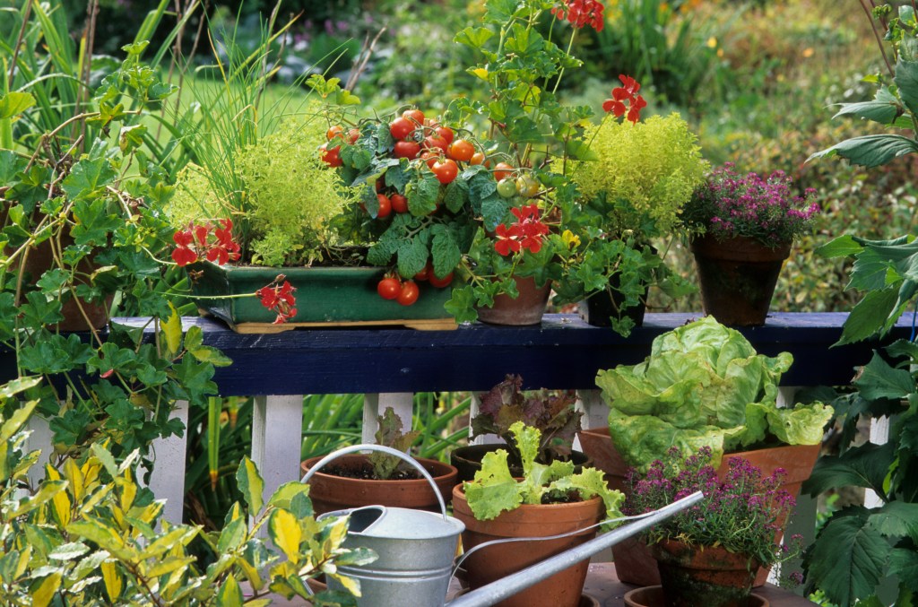 Tomaten auf dem Balkon