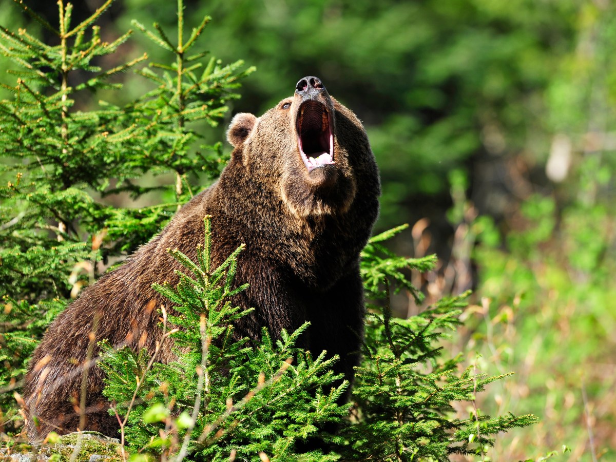 Bär im Wald schreit