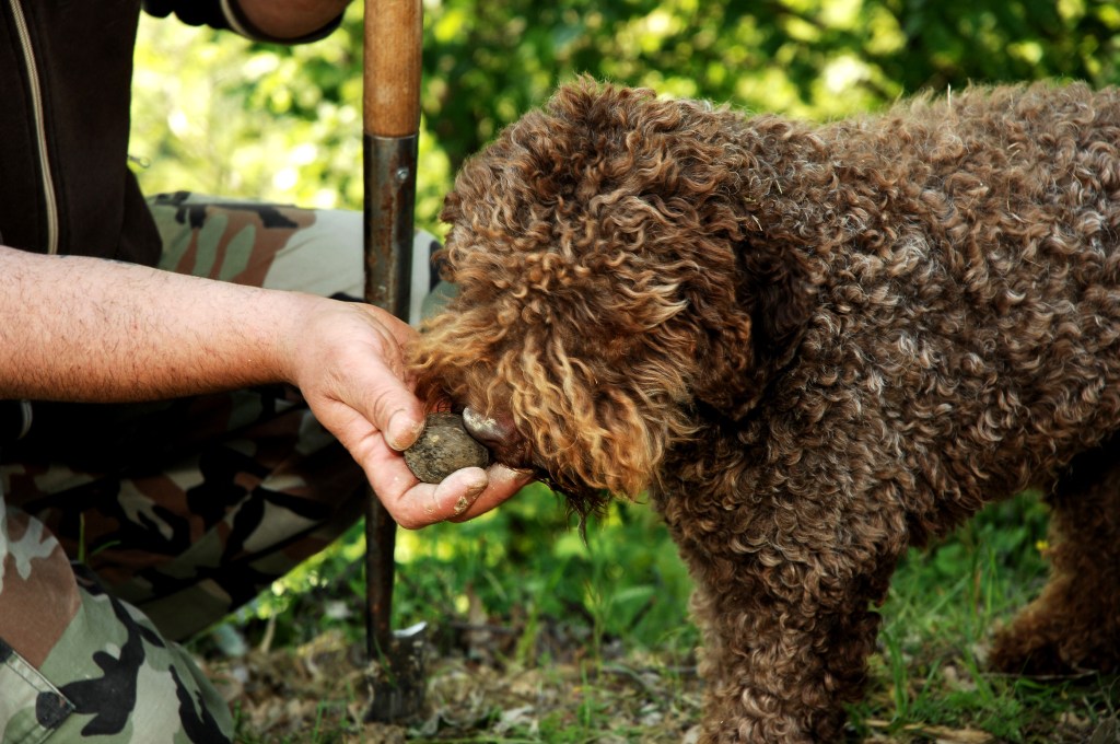 Hund schnüffelt an Trüffel