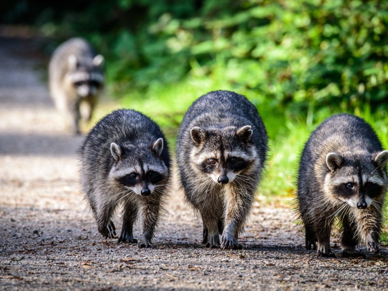 Waschbären laufen auf einer Straße entlang