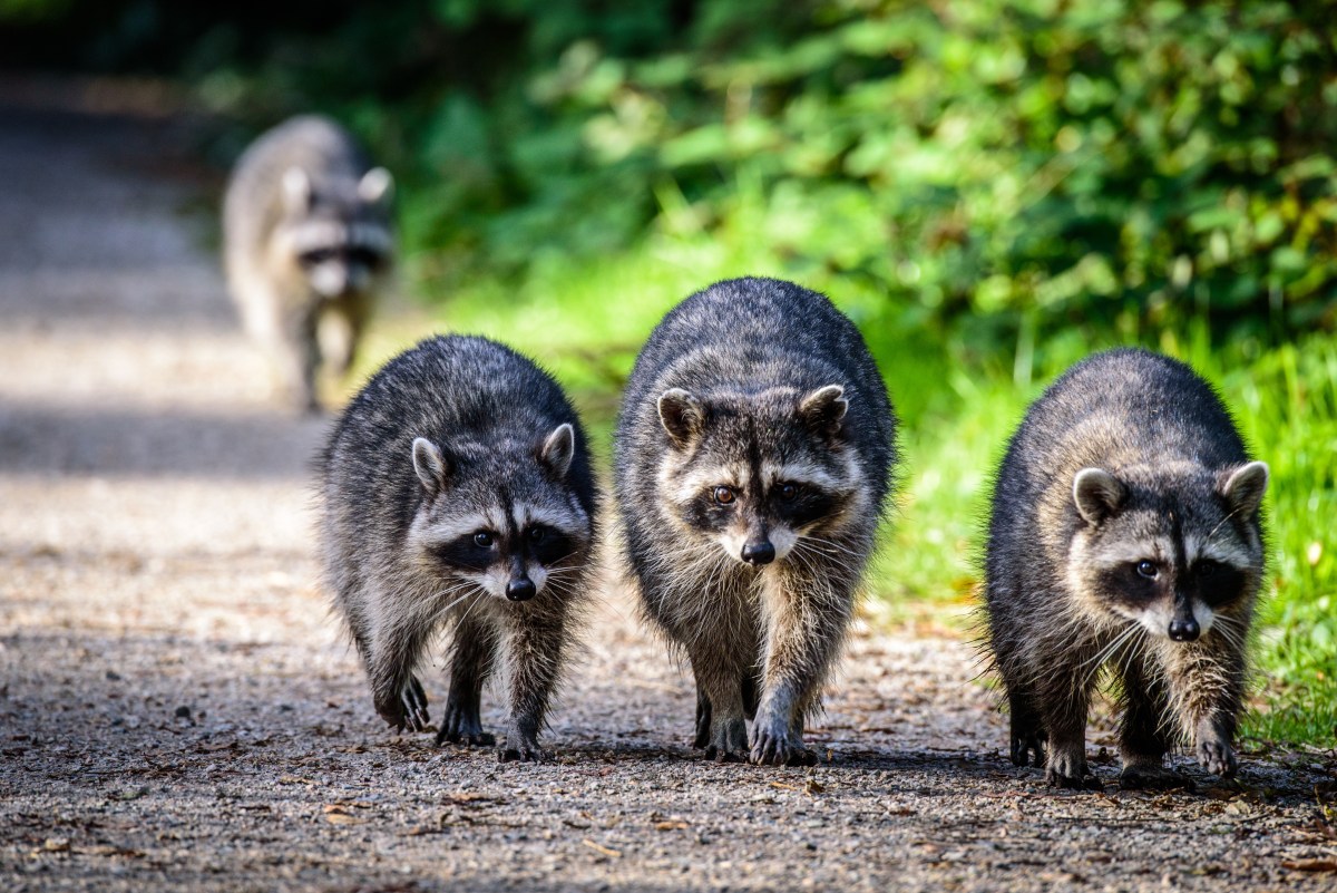 Waschbären laufen auf einer Straße entlang