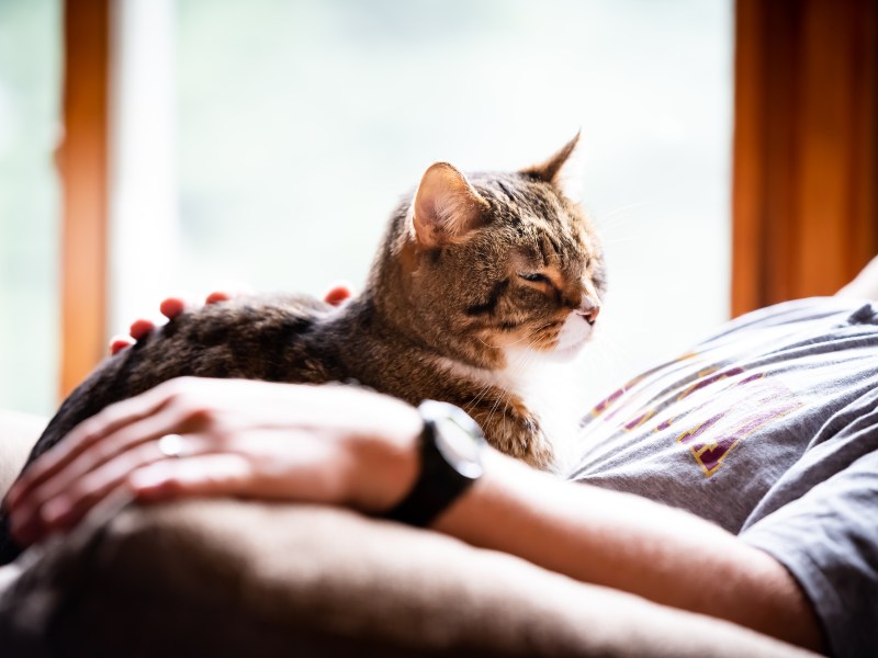 Katze liegt auf Bauch von Mann