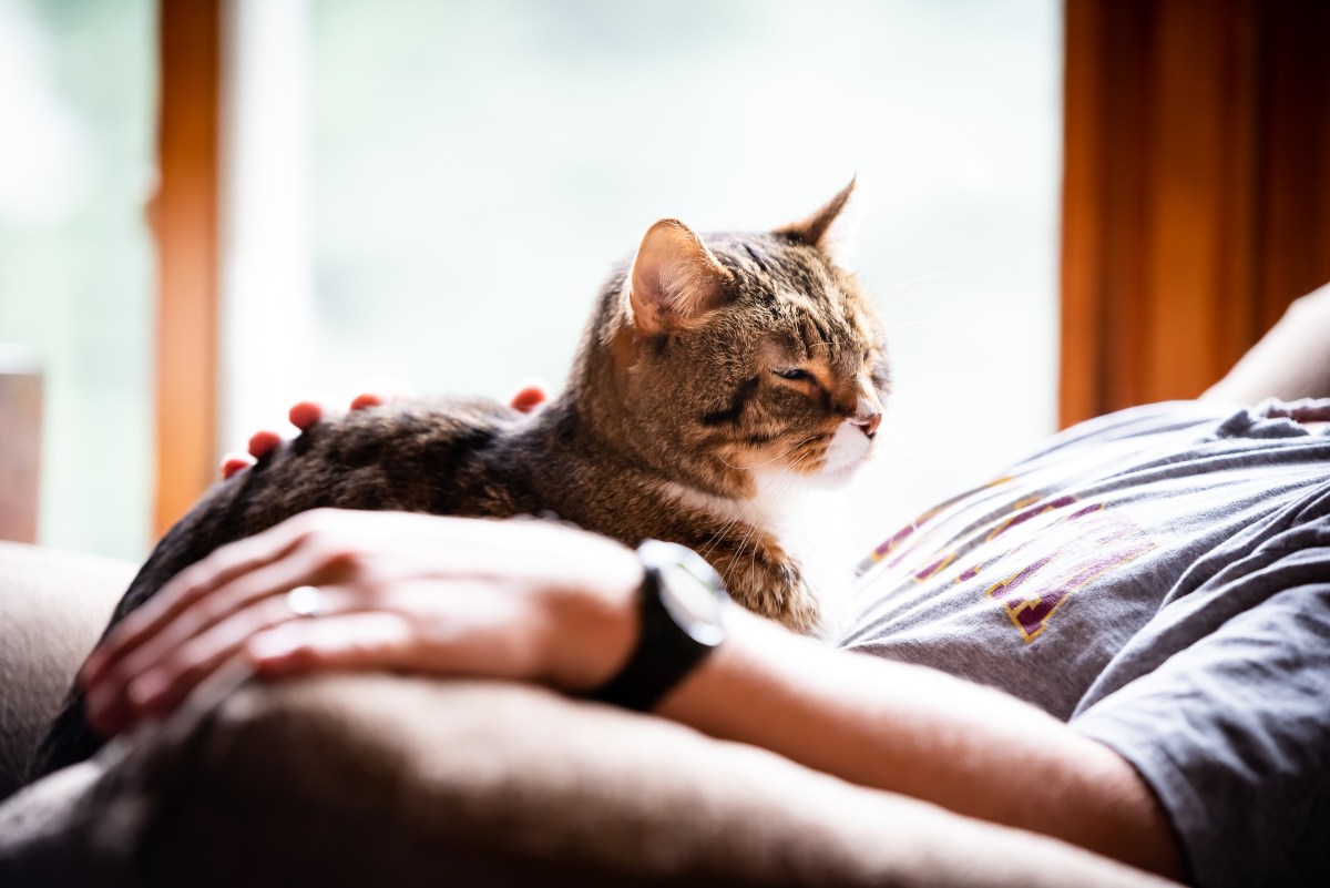 Katze liegt auf Bauch von Mann