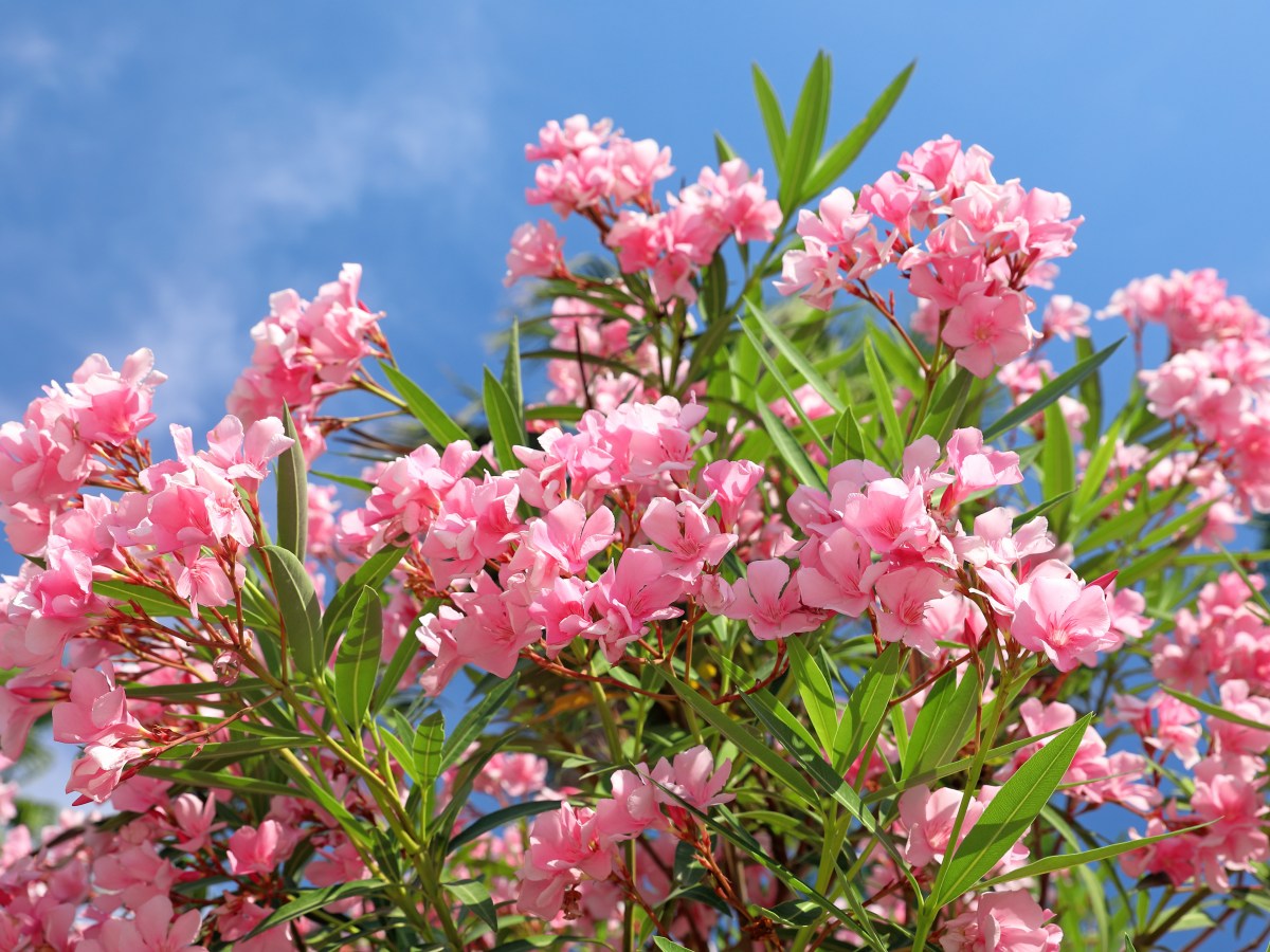 Oleander düngen: Das beste Hausmittel für prächtige Blüten schmeißen wir jeden Tag weg