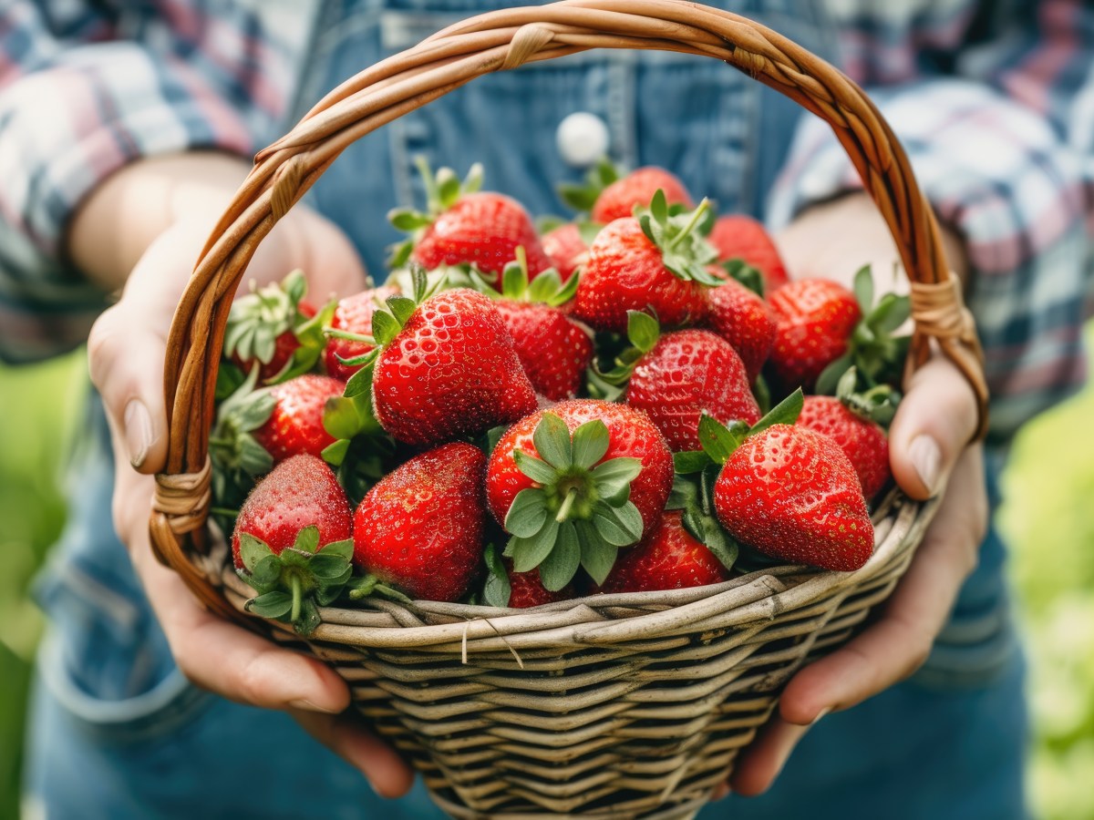 Erdbeeren düngen: Diese verrückten Hausmittel sorgen für richtig große rote Früchte