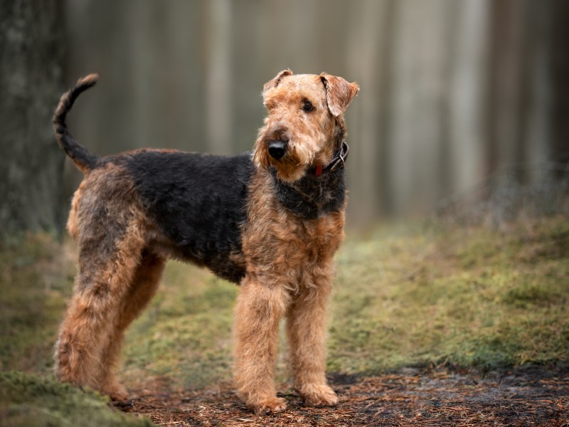 Airedale Terrier