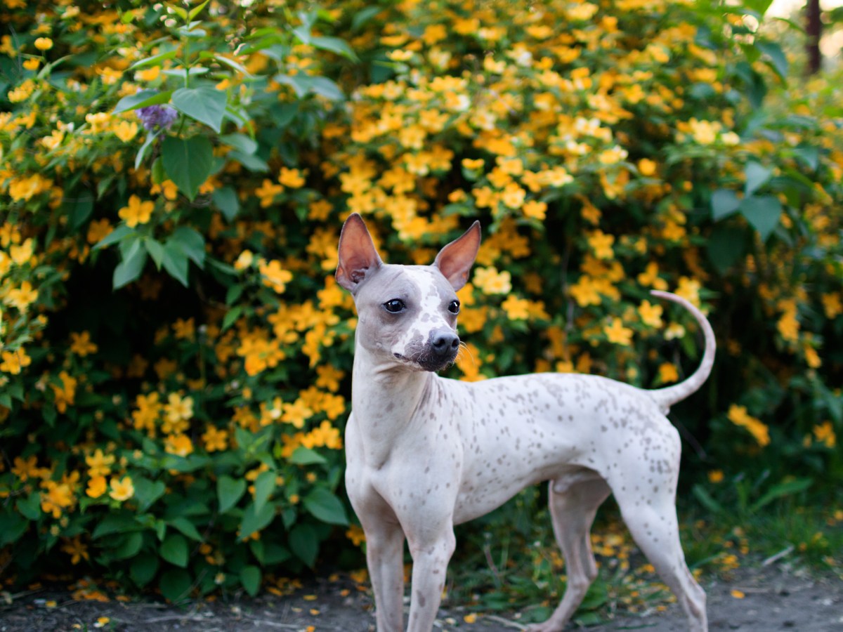 American Hairless Terrier: Der perfekte Familienhund für Allergiker