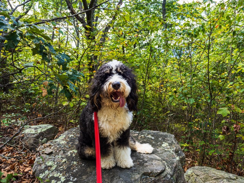 Bernedoodle