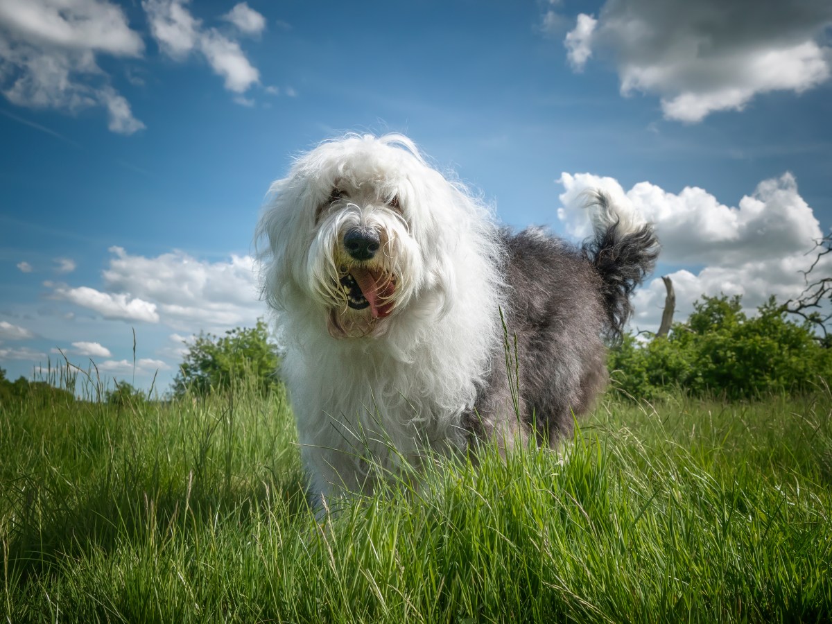 Bobtail-Steckbrief: Alles, was du über den Old English Sheepdog wissen musst