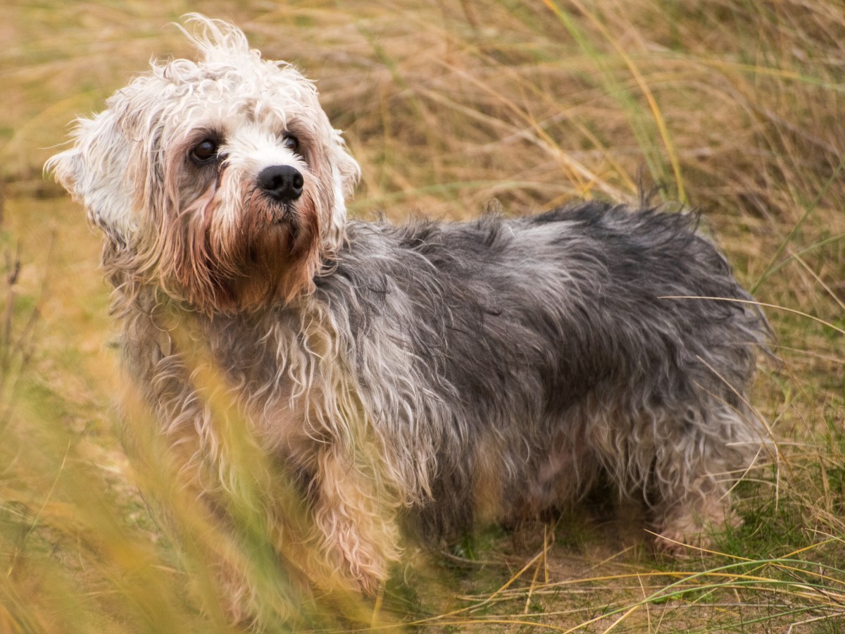 Der ultimative Guide zum Dandie Dinmont Terrier: Alles über Aussehen, Charakter, Pflege und mehr