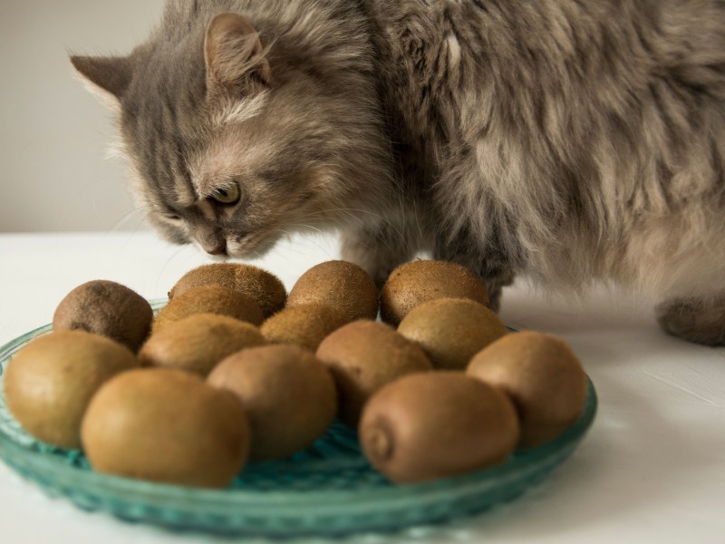 Katze riecht an Teller mit Kiwis