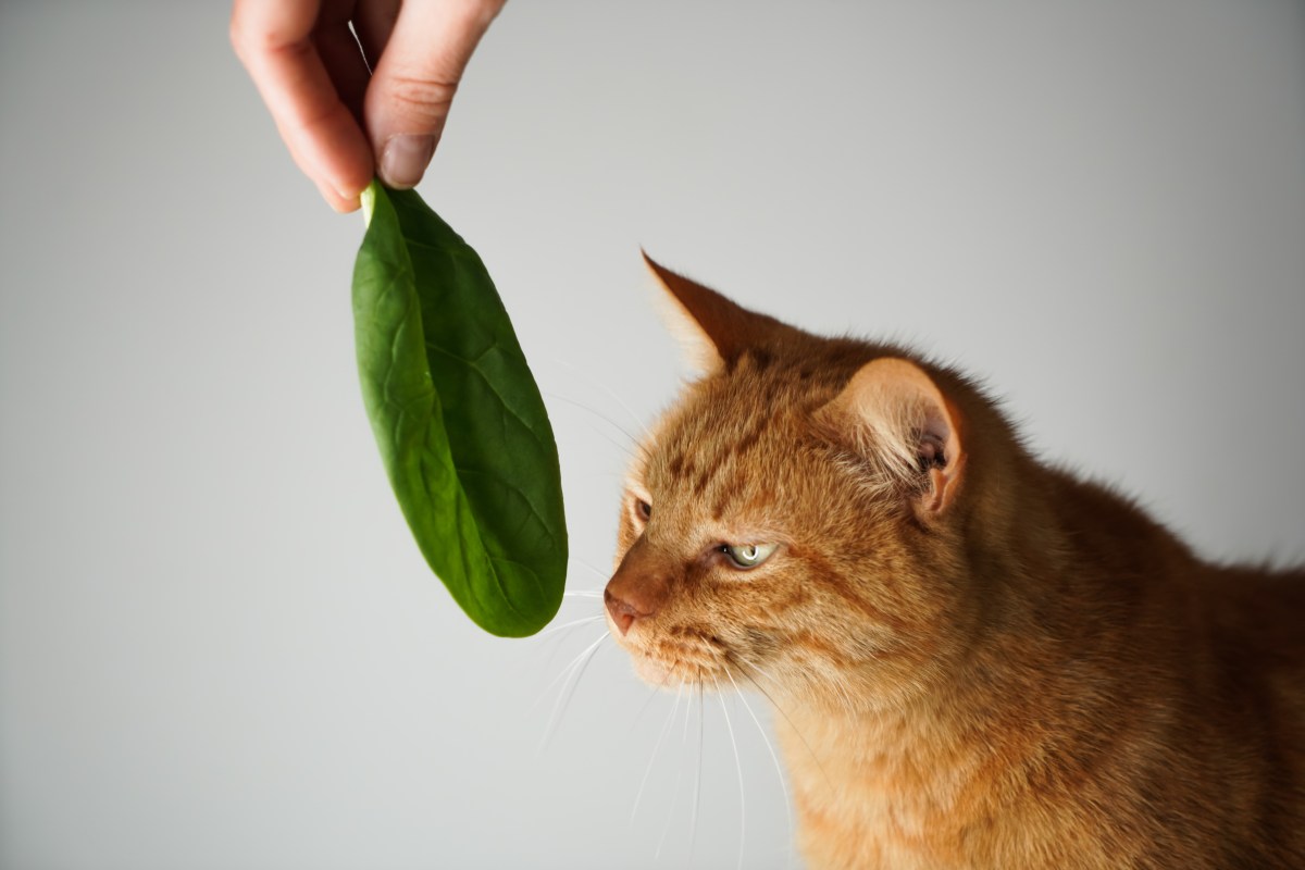 Dürfen Katzen Spinat essen